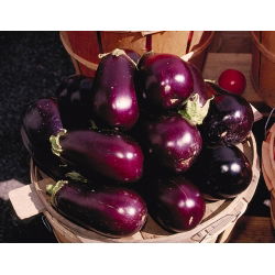 Vinete - Black Beauty - Recoltă de culoare violet intens, potrivită pentru grătar - Semințe proaspete