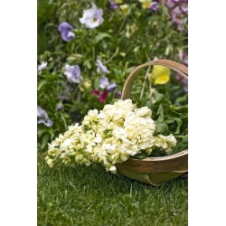 Hạt giống Albita - Matthiola incana annua - 300 hạt giống