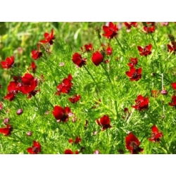 Pheasant's Eye-zaden - Adonis aestivalis - 110 zaden