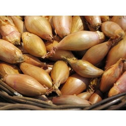 Cipolla - Zebrune - Delicata, dolce: perfetta per cucina versatile - Semi Freschi