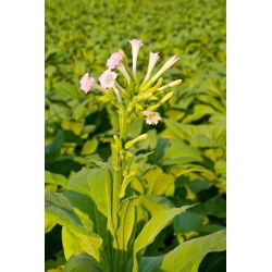 Tembakau Berbunga, Woodland seeds - Nicotiana sylvestris - 25000 biji