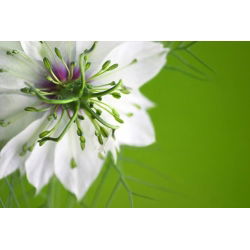 Zwarte komijn - 250 zaden - Nigella sativa