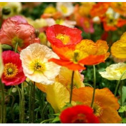 Benih Poppy Iceland campuran - Papaver nudicaule - 3750 biji