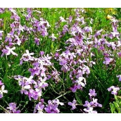 Hạt thơm đêm, hạt giống buổi tối - Matthiola bicornis - Matthiola incana