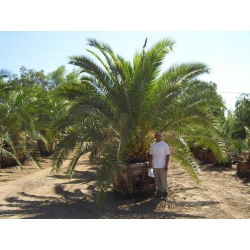 Canary Island Date Palm seeds - Phoenix canariensis - 5 seeds