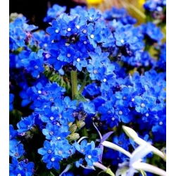 Hạt giống mùa hè Forget-Me-Not - Anchusa capensis - 250 hạt giống