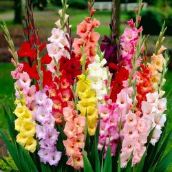 Gladiolus - mix - pakke med 5 stk