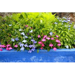 Hạt giống màu sắc hỗn hợp lobelia - erelia - 6400 hạt - Lobelia erinus