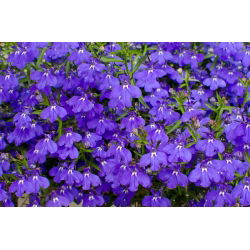 Lobelia Sapphire seeds -  Lobelia pendula - 3000 seeds