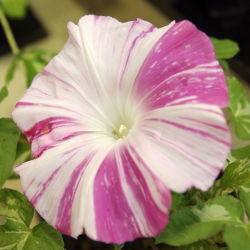 Ранкова слава Арлекін (змішаний) насіння - Ipomea purpurea - 35 насінин - Ipomoea purpurea