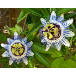 Насіння квітів синього пристрасті - Passiflora caerulea - 22 насіння