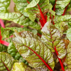 Kırmızı pazı "Ravent" - 225 tohum - Beta vulgaris var. cicla.  - tohumlar