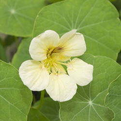 Nasturtium Night & Day seemned - Tropaeolum majus nanum - 16 seemnet - Tropaeolum majus nanum ‘Night&Day'