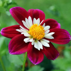 Hạt giống Dahlia Collarette Dandy Mix - Dahlia variabilis - 60 hạt