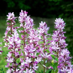 Sarça Ardente, Sementes de Plantas de Gás - Dictamnus fraxinella - 10 sementes