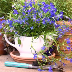 Lobelia Sapphire seeds -  Lobelia pendula - 3000 seeds