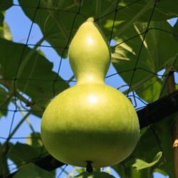 Calabaza de peregrino - Birdhouse - 7 semillas - Lagenaria siceraria