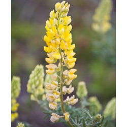 Hạt giống đèn chùm Lupin - Lupinus polyphyllus - 90 hạt