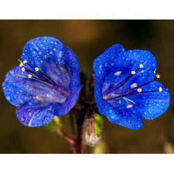 Klokkehonningurt - Phacelia campanularia - Perfekt til solrige blomsterbede og kanter! - Friske frø
