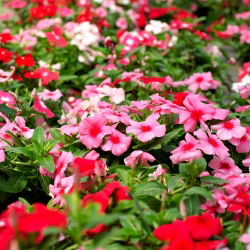 Rosensköna - blandning - Catharanthus roseus - Utsökta vita och rosa blommor - Färska frön