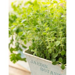 Hạt Oregano - Origanum Vulgare - 750 hạt