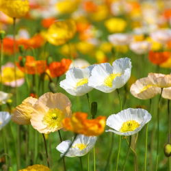 Benih Poppy Iceland campuran - Papaver nudicaule - 3750 biji