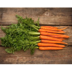 Морква Амстердам 2 насіння - Daucus carota - 4250 насіння - Daucus carota ssp. sativus 
