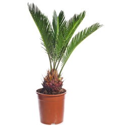 Canary Island Date Palm seeds - Phoenix canariensis - 5 seeds