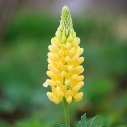 Hạt giống đèn chùm Lupin - Lupinus polyphyllus - 90 hạt