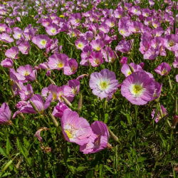 Teunisbloem - gemend - Oenothera - zaden