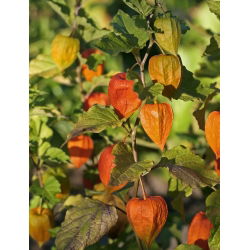 Cires de iarna, vezica ursului Cirese - Physalis alkekengi - 165 seminte - Physalis alkekengi var. Franchetti - semințe