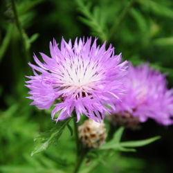 Bajorė amerikinė - (Centaurea americana) - Įspūdingi žiedai skintoms gėlėms - Šviežios sėklos