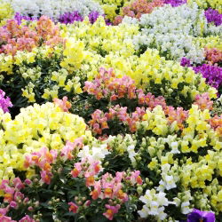Trailing Snapdragon frø - Antirrhinum majus pendula - 100 frø