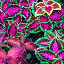 Díszcsalán - Rainbow - Coleus blumei - Lenyűgöző szivárványos lombozat - Friss vetőmagok