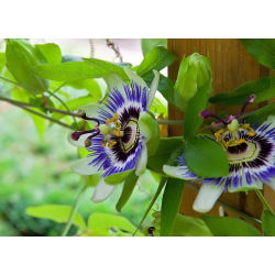 Насіння квітів синього пристрасті - Passiflora caerulea - 22 насіння