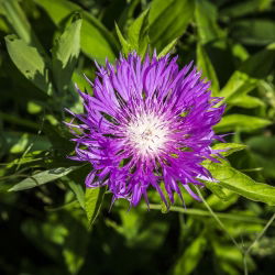 Bajorė Balsvoji - (Centaurea dealbata) - Ryškus bičių traukos centras, puikiai tinka gėlynams - Šviežios sėklos