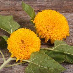 Dwarf Double Sončnična semena - Helianthus annuus fl. pl. - 90 semen