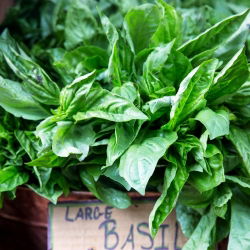 Salata od bosiljka Listovi listova - Ocimum basilicum - 325 sjemenki - sjemenke