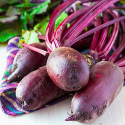 Pancar Rywal tohumları - Beta vulgaris var. conditiva - 500 tohumlar