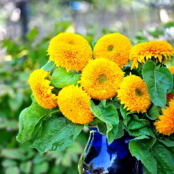 Dwarf Double Sončnična semena - Helianthus annuus fl. pl. - 90 semen