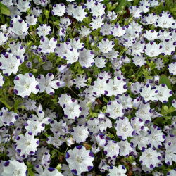 Five Spot seeds - Nemophila maculata - 200 seeds