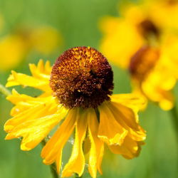 Orange Sneezeweed, Owl's Claws seed - Helenium hoopesii - 250 hạt