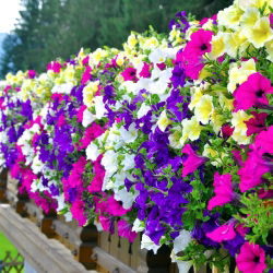Petunia de Los Balcones - Variada - Petunia x hybrida pendula - Cascadas exuberantes, impresionante belleza colgante - Semillas frescas