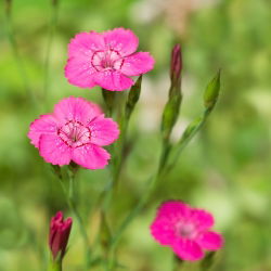 Sementes Maiden Pink Flashing Light - Dianthus deltodies - 330 sementes - Dianthus deltoides