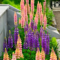 Hagelupin - bland - 90 frø - Lupinus polyphyllus