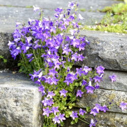 Serbian Bellflower - Campanula poscharskyana - Endless Blue, Perfect Ground Cover - Fresh Seeds