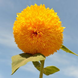 Okrasna sončnična semena - Helianthus annuus - 80 semen