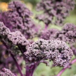 Varză kale - Scarlet - Frumusețe rezistentă de iarnă, cu nuanțe violet intense - Semințe proaspete