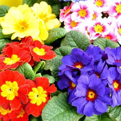 Primrose, English Primrose sumaišykite sėklas - Primula acaulis - 140 sėklų - sėklos