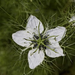 Zwarte komijn - 250 zaden - Nigella sativa